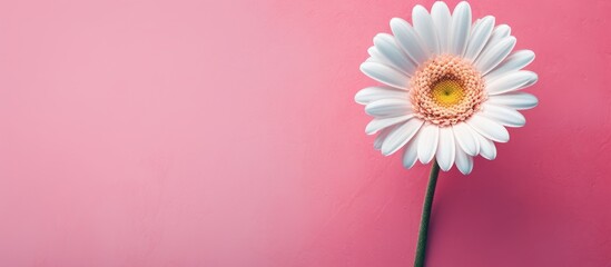 Wall Mural - A single daisy flower stands out with its delicate pink and white petals on a soft pink background and wall. with copy space image. Place for adding text or design