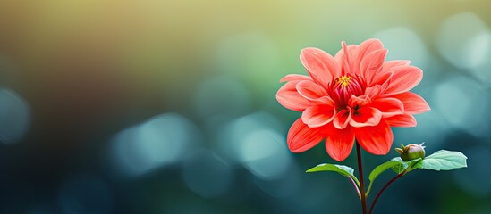 Poster - Vibrant red flower blossoming from a green stem with a blurred background of foliage. with copy space image. Place for adding text or design