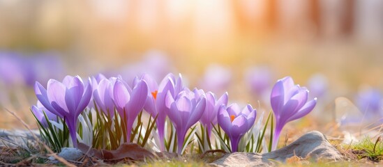 Poster - Violet crocuses, spring flowers, display vibrant purple blooms under the sun amidst green grass. with copy space image. Place for adding text or design