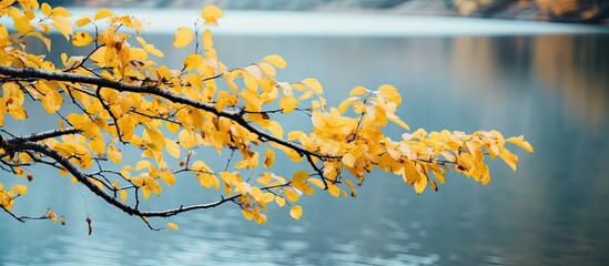 Aufkleber - Branch with vibrant yellow leaves captured up close against a serene river backdrop on a cloudy day. with copy space image. Place for adding text or design