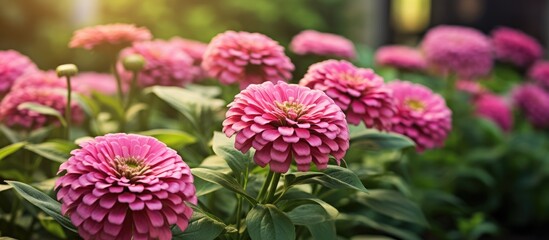 Fototapete - Vibrant pink Zinnia elegans flowers stand out against a backdrop of rich green leaves in the garden. with copy space image. Place for adding text or design