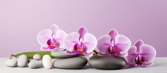 Aufkleber - Group of elegant orchid flowers placed amidst smooth stones on a flat surface. with copy space image. Place for adding text or design