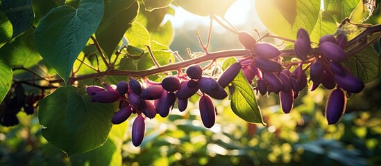 Fototapete - Clusters of various purple fruits hang elegantly from a branch, showcasing nature's vibrant hues in a garden setting. with copy space image. Place for adding text or design