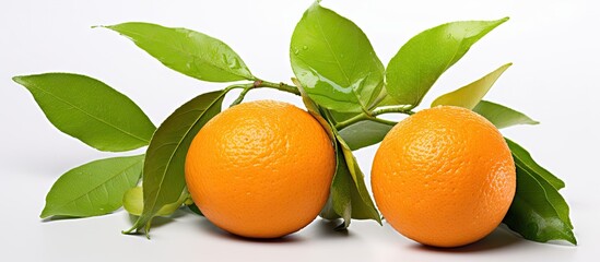 Aufkleber - A pair of oranges featuring leaves set against a simple white background, showcasing the vibrant colors. with copy space image. Place for adding text or design