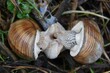 © Barbara - Snails crawling on the grass, snails kissing