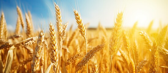 Aufkleber - Lush field of ripe wheat with golden hues under a bright sunny sky on a summer day in a rural agricultural setting. with copy space image. Place for adding text or design