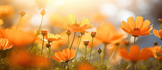 Aufkleber - Orange blossoms open under the summer morning sun, showcasing their vibrant colors and delicate petals. with copy space image. Place for adding text or design