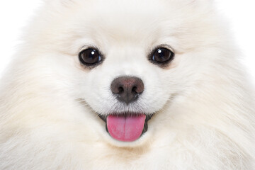 Wall Mural - Portrait of a charming Pomeranian Spitz, closeup, isolated on a white background