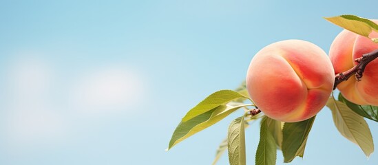 Fototapete - Ripe peaches hanging on a branch with vibrant green leaves. with copy space image. Place for adding text or design