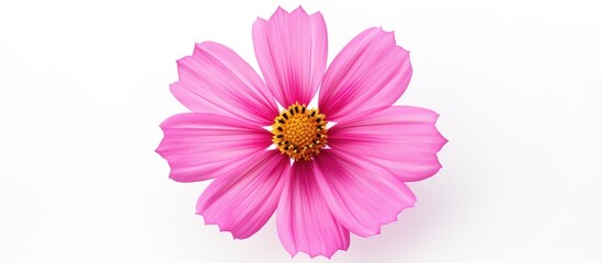Poster - Pink cosmos flower in a studio setting isolated on white background with a macro close-up focus. with copy space image. Place for adding text or design