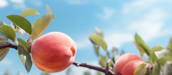 Wall Mural - Ripe peaches seen closely hanging from a branch filled with green leaves against a sky backdrop. with copy space image. Place for adding text or design