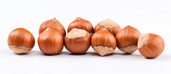 Poster - Multiple hazel nuts placed together on a simple white background, commonly used for oil and spices. with copy space image. Place for adding text or design