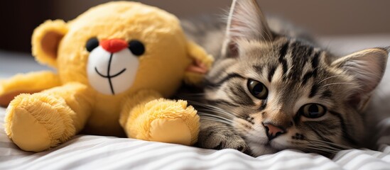 Poster - An adorable kitten is resting on a bed next to a teddy bear while a grumpy tabby cat looks displeased with a stuffed animal toy nearby. with copy space image. Place for adding text or design