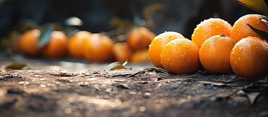 Numerous ripe and fresh oranges lying scattered on the ground, ready to be picked up. with copy space image. Place for adding text or design