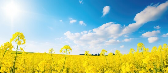Leinwandbilder - Vibrant yellow flowers cover the landscape underneath a bright blue sky adorned with fluffy clouds. with copy space image. Place for adding text or design