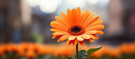Fototapete - Vivid orange flower catches the eye amidst a picturesque field of brightly colored blooms. with copy space image. Place for adding text or design