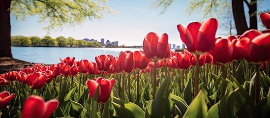 Aufkleber - Lush field of red tulips flourishing alongside a serene body of water under the bright sun. with copy space image. Place for adding text or design