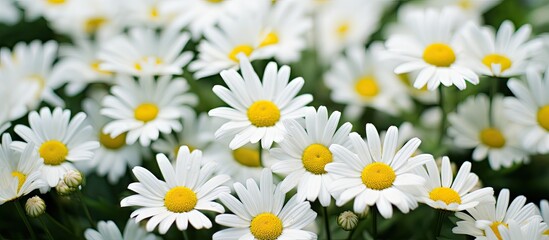 Poster - Lush meadow adorned with numerous white flowers boasting bright yellow centers in a stunning natural display. with copy space image. Place for adding text or design