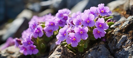 Poster - Beautiful purple flowers blooming from a rugged rock surface, basking in the warm sunlight. with copy space image. Place for adding text or design