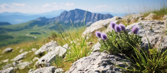 Aufkleber - Purple flowers can be seen blooming amidst the rocky terrain of the Velebit mountains. with copy space image. Place for adding text or design