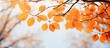 © vxnaghiyev - The tree displays a stunning array of bright orange and yellow leaves during the autumn season, showcasing nature's colorful transformation. with copy space image. Place for adding text or design