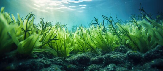 Poster - Lush seaweed field thriving underwater, providing nutrients to marine life and enhancing the ecosystem. with copy space image. Place for adding text or design