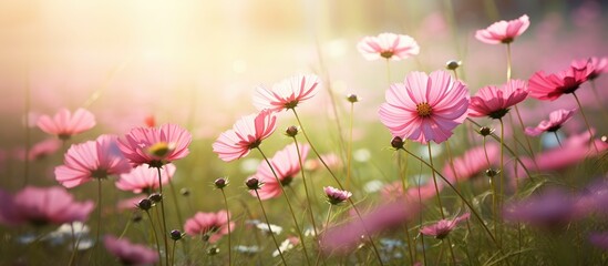 Poster - Pink cosmos blooms in grass, turning towards the sun, with more pink cosmos flowers in the backdrop. with copy space image. Place for adding text or design