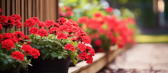 Aufkleber - Numerous red flowers planted in black pots are arranged on a ledge. with copy space image. Place for adding text or design