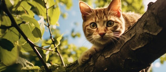 Poster - Tabby feline perched on a tree branch outdoors, looking curious and content. with copy space image. Place for adding text or design