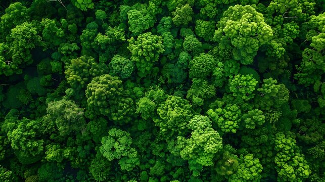 Forest with trees view from the top Green trees in the forest with green grass and green field aerial view Wildlife in green background drone view Forest background Ecosystem Environme : Generative AI
