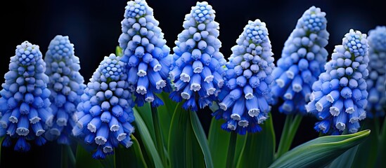 Fototapete - Blue blossoms flourishing in the garden add a pop of color and beauty to the landscape. with copy space image. Place for adding text or design