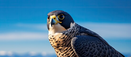 Aufkleber - Bird with bright yellow eyes perched on a rocky surface. with copy space image. Place for adding text or design