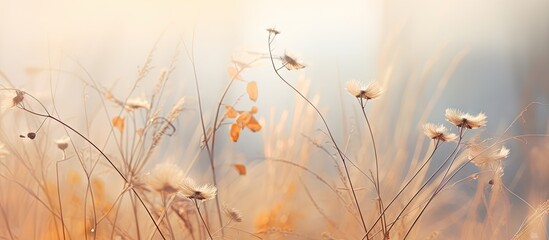 Poster - Field of withered plants standing in a meadow under a hazy background. with copy space image. Place for adding text or design