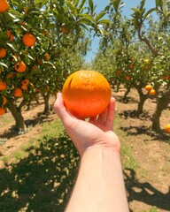 Wall Mural - Orange in hand. A farmer's hand holding a ripe, orange against the backdrop of an orchard. A closeup of a hand picking an organic orange from a fruit tree in the field.