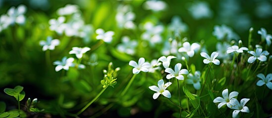 Aufkleber - Numerous white blooms thriving in the grass, with delicate Stellaria media flowers known as chickenwort, craches, maruns, and winterweed. with copy space image. Place for adding text or design
