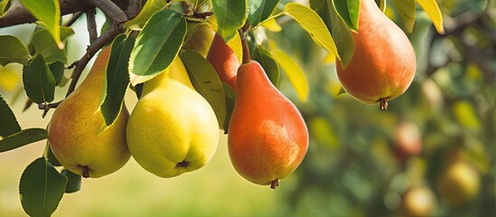 Poster - Ripe pears basking in the sun on a tree in an orchard. with copy space image. Place for adding text or design
