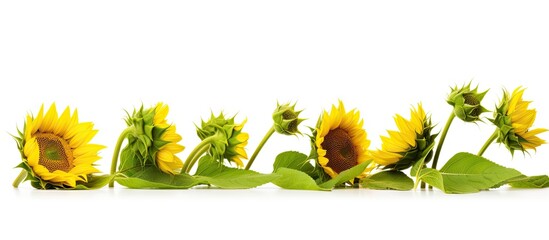 Aufkleber - Sunflowers in a row, featuring a detailed close-up view of the vibrant flowers and lush green leaves. with copy space image. Place for adding text or design