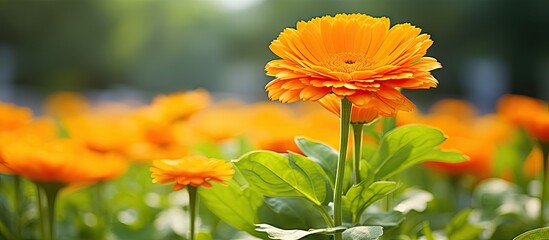 Aufkleber - An orange calendula blooms beautifully among lush green foliage in a garden setting. with copy space image. Place for adding text or design