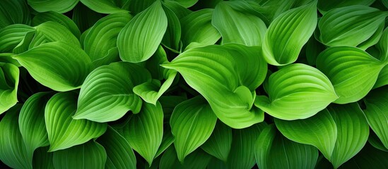 Aufkleber - Close-up view of fresh green leaves on a plant, ideal for eco web design concepts and backgrounds. with copy space image. Place for adding text or design