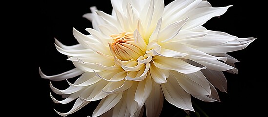 Poster - Beautiful close-up macro shot of a white Dahlia flower with a yellow center against a deep black background. with copy space image. Place for adding text or design