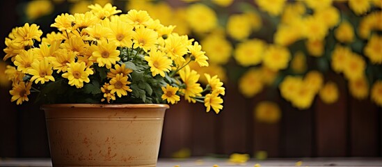 Aufkleber - Pretty yellow flowers blooming in a flowerpot placed on a table, set against a wooden fence in the background. with copy space image. Place for adding text or design