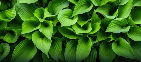 Aufkleber - Close-up view of vibrant green leaves on a plant, showcasing nature's beauty and freshness. with copy space image. Place for adding text or design