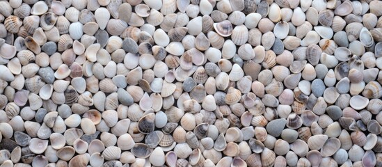Fototapete - Pile of assorted seashells on sandy beach ground up close, creating a natural texture. with copy space image. Place for adding text or design