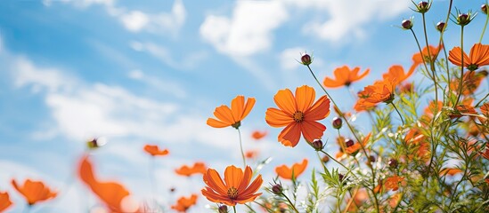 Aufkleber - A picturesque scene of orange flowers blooming in a field against a backdrop of a clear blue sky, surrounded by green nature. with copy space image. Place for adding text or design