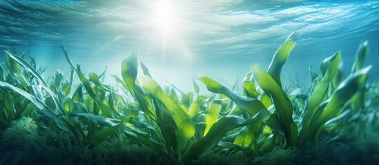 Poster - Close-up view of a sea grass field beneath the water surface, showcasing the natural beauty of marine vegetation. with copy space image. Place for adding text or design