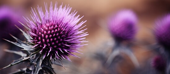 Aufkleber - Close-up shot showcasing the intricate details of a bull thistle flower within a soft-focus background. with copy space image. Place for adding text or design