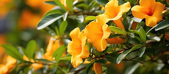 Aufkleber - Sunlight highlights the beautiful yellow flowers in bloom on a tree, adding a vibrant touch to the garden. with copy space image. Place for adding text or design