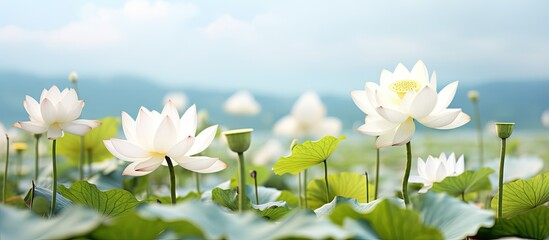 Aufkleber - Numerous white flowers blooming within a lush expanse of grassy field, creating a serene natural scene. with copy space image. Place for adding text or design