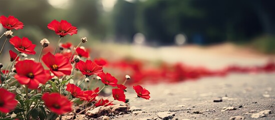 Aufkleber - Vibrant red flowers blooming from the ground in a natural setting. with copy space image. Place for adding text or design