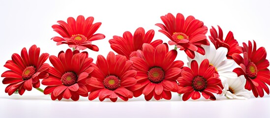 Poster - Multiple red and white flowers aligned in a row on a plain white surface, creating a vibrant display of colors. with copy space image. Place for adding text or design
